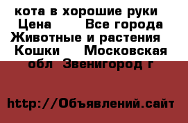 кота в хорошие руки › Цена ­ 0 - Все города Животные и растения » Кошки   . Московская обл.,Звенигород г.